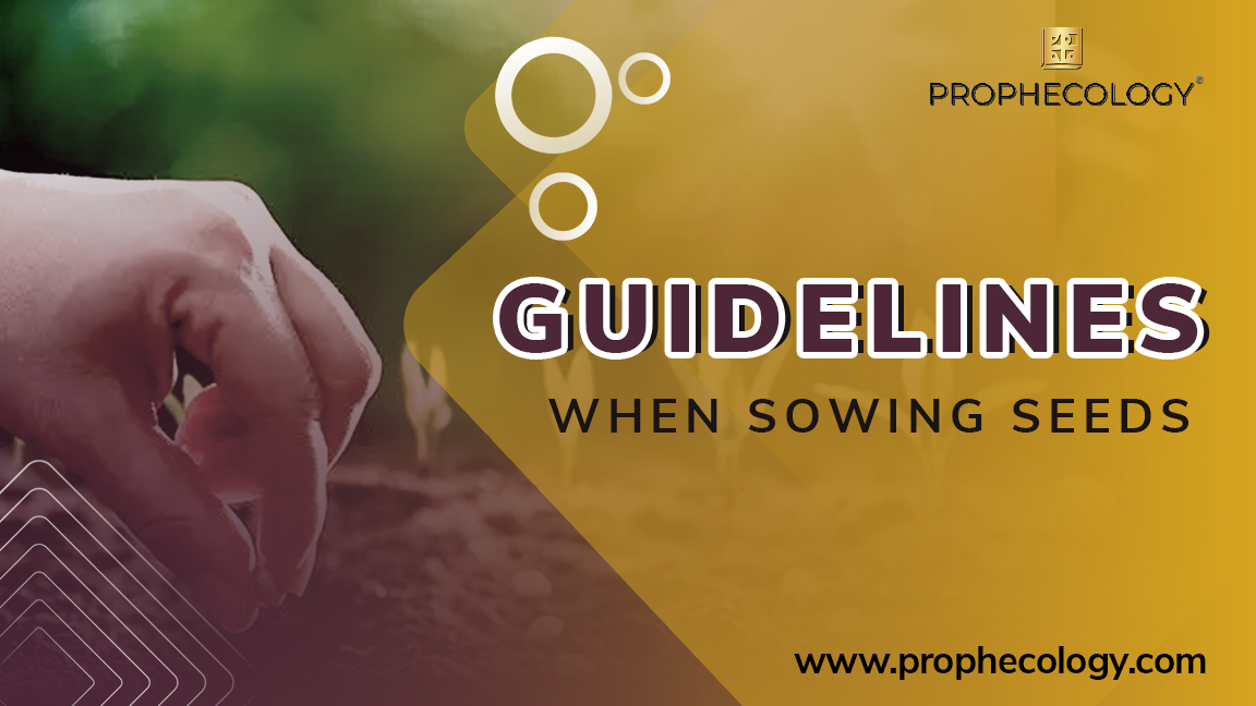 Sowing, guidelines, sowing seeds