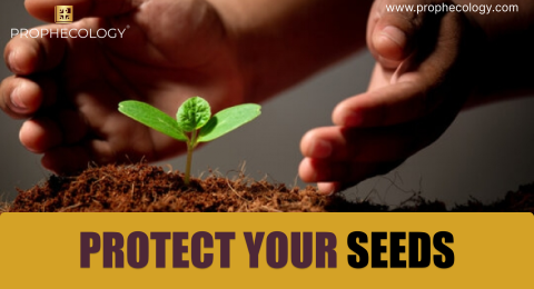 Protect Your Seeds, Protect growing seeds, Seeds