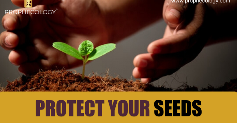 Protect Your Seeds, Protect growing seeds, Seeds