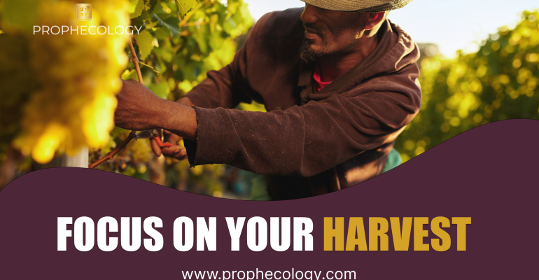 Focus-On-Your-Harvest
